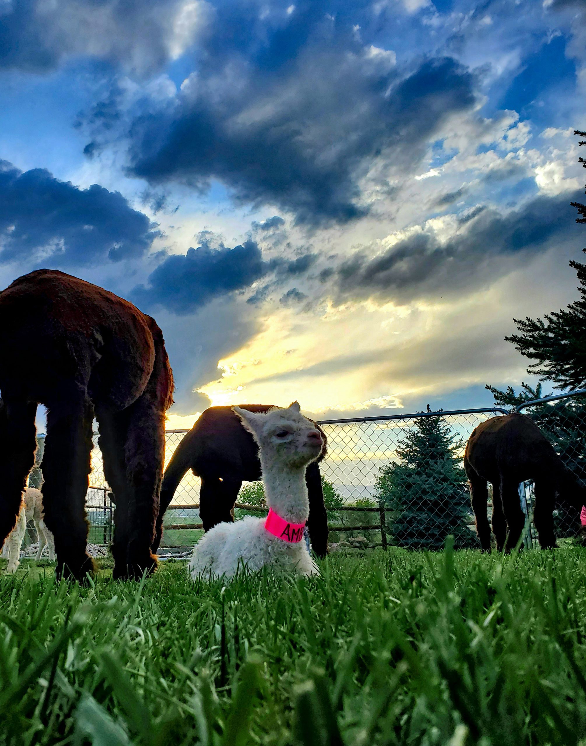 Contact Us — Stargazer Ranch Alpacas