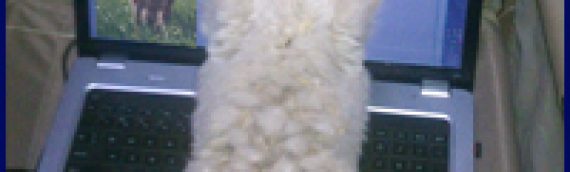 How Much Is An Alpaca Worth?