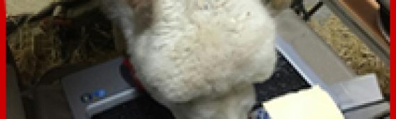 How Can You Tell If An Alpaca Is Right for Your Herd?