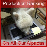 How Can You Tell If An Alpaca Is Right for Your Herd?