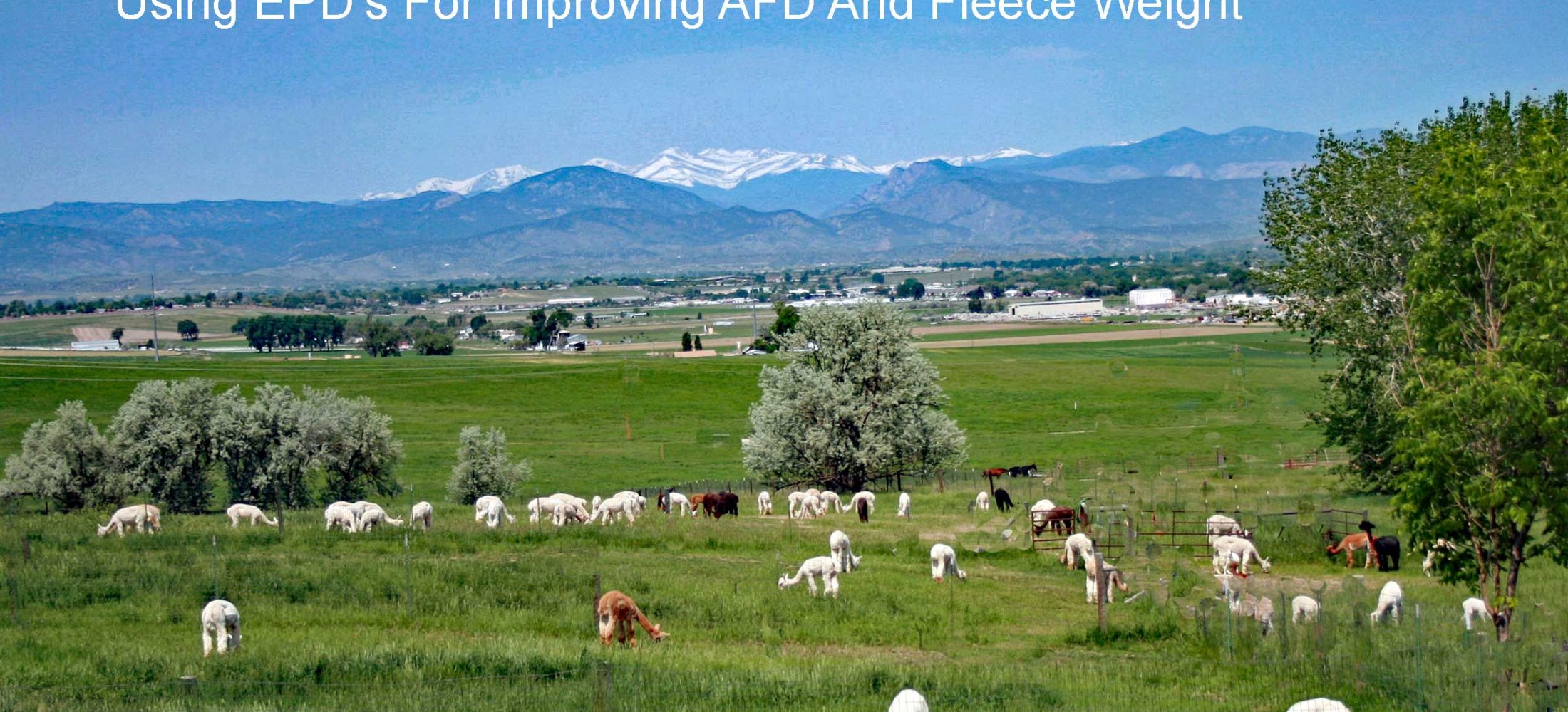 Using EPD's For Improving AFD and Fleece Weight